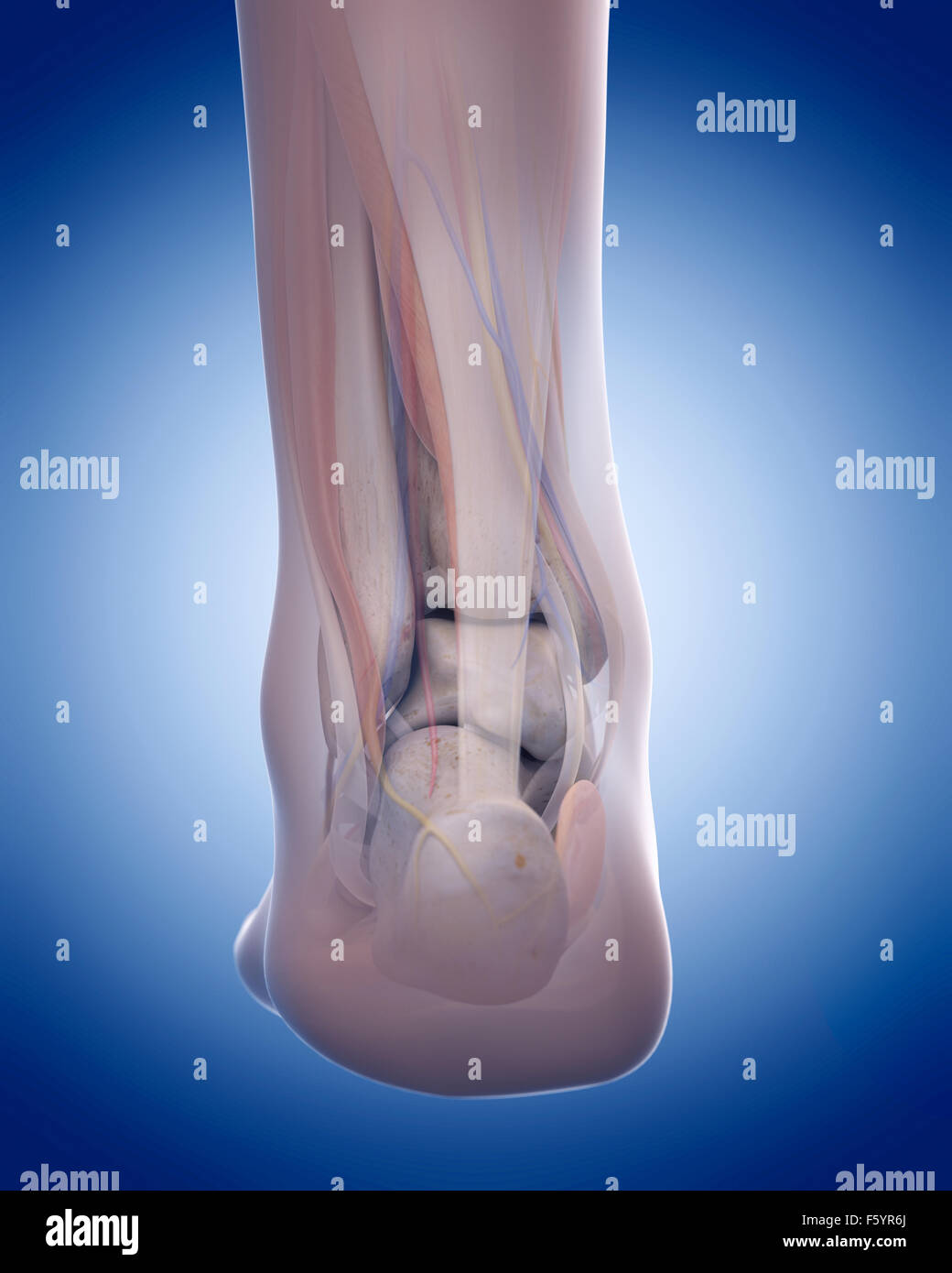 Dal punto di vista medico illustrazione accurata del tendine di Achille Foto Stock