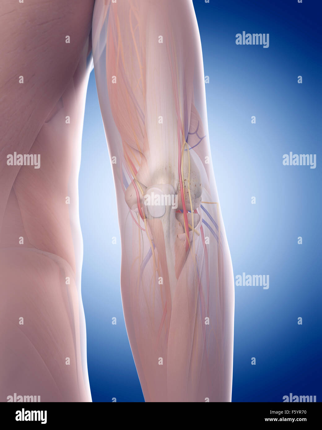 Dal punto di vista medico illustrazione accurata del gomito anatomia Foto Stock