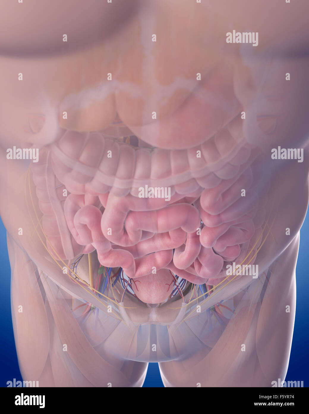 Dal punto di vista medico illustrazione accurata dell'ANATOMIA ADDOMINALE Foto Stock