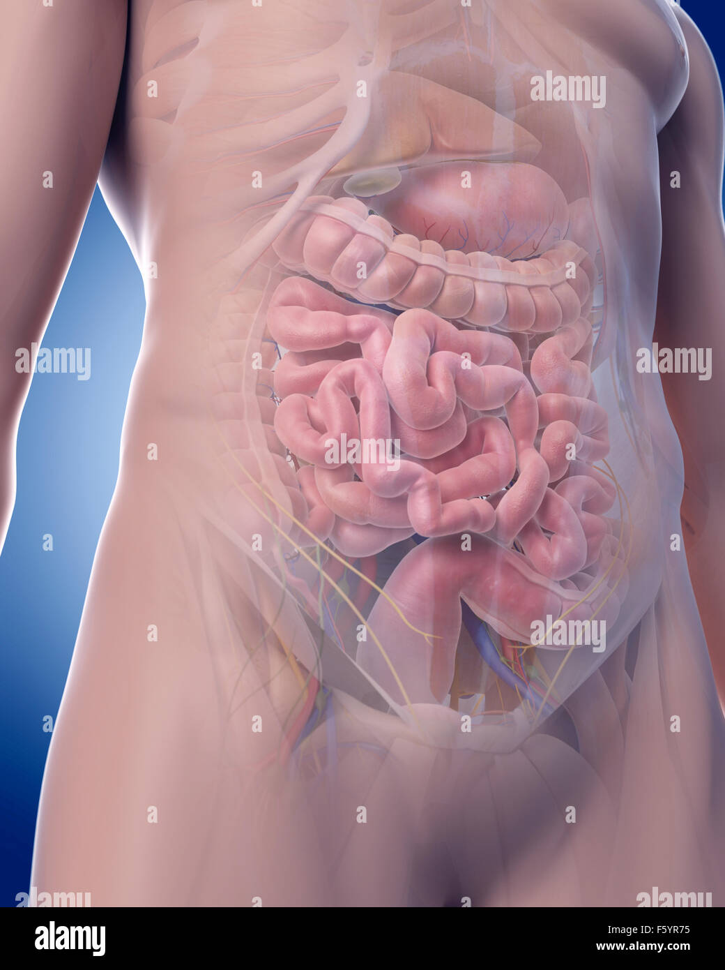 Dal punto di vista medico illustrazione accurata dell'ANATOMIA ADDOMINALE Foto Stock