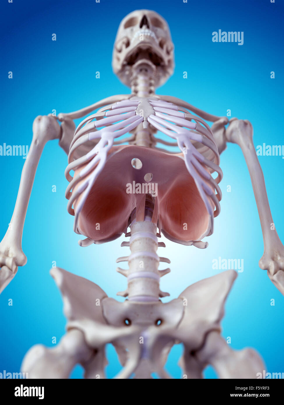 Dal punto di vista medico illustrazione accurata del diaframma Foto Stock