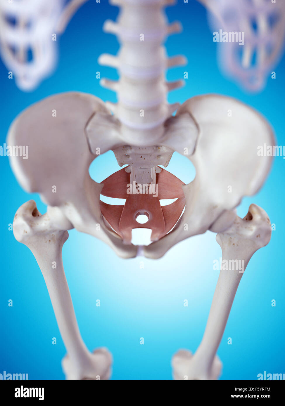Dal punto di vista medico illustrazione accurata della muscolatura del pavimento pelvico Foto Stock