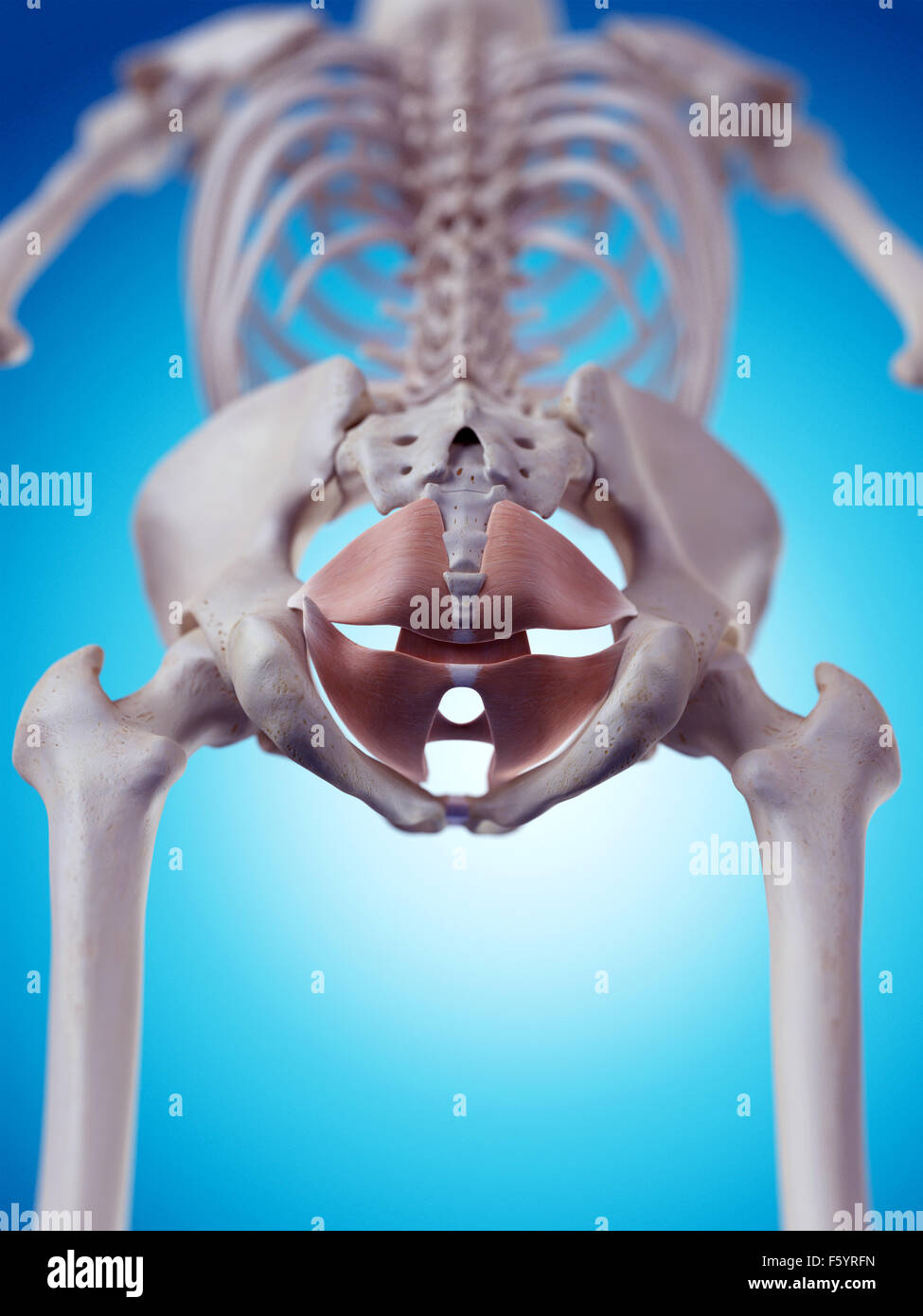 Dal punto di vista medico illustrazione accurata della muscolatura del pavimento pelvico Foto Stock