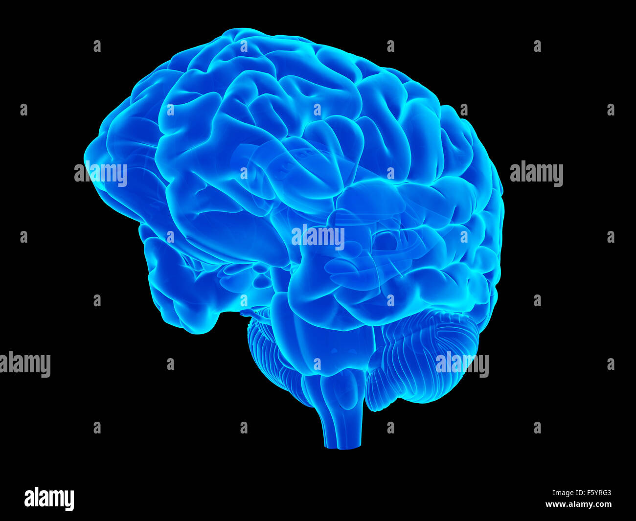 Dal punto di vista medico illustrazione accurata del cervello umano Foto Stock