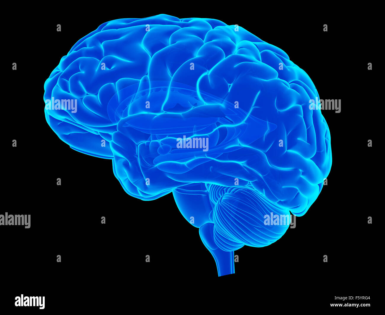 Dal punto di vista medico illustrazione accurata del cervello umano Foto Stock