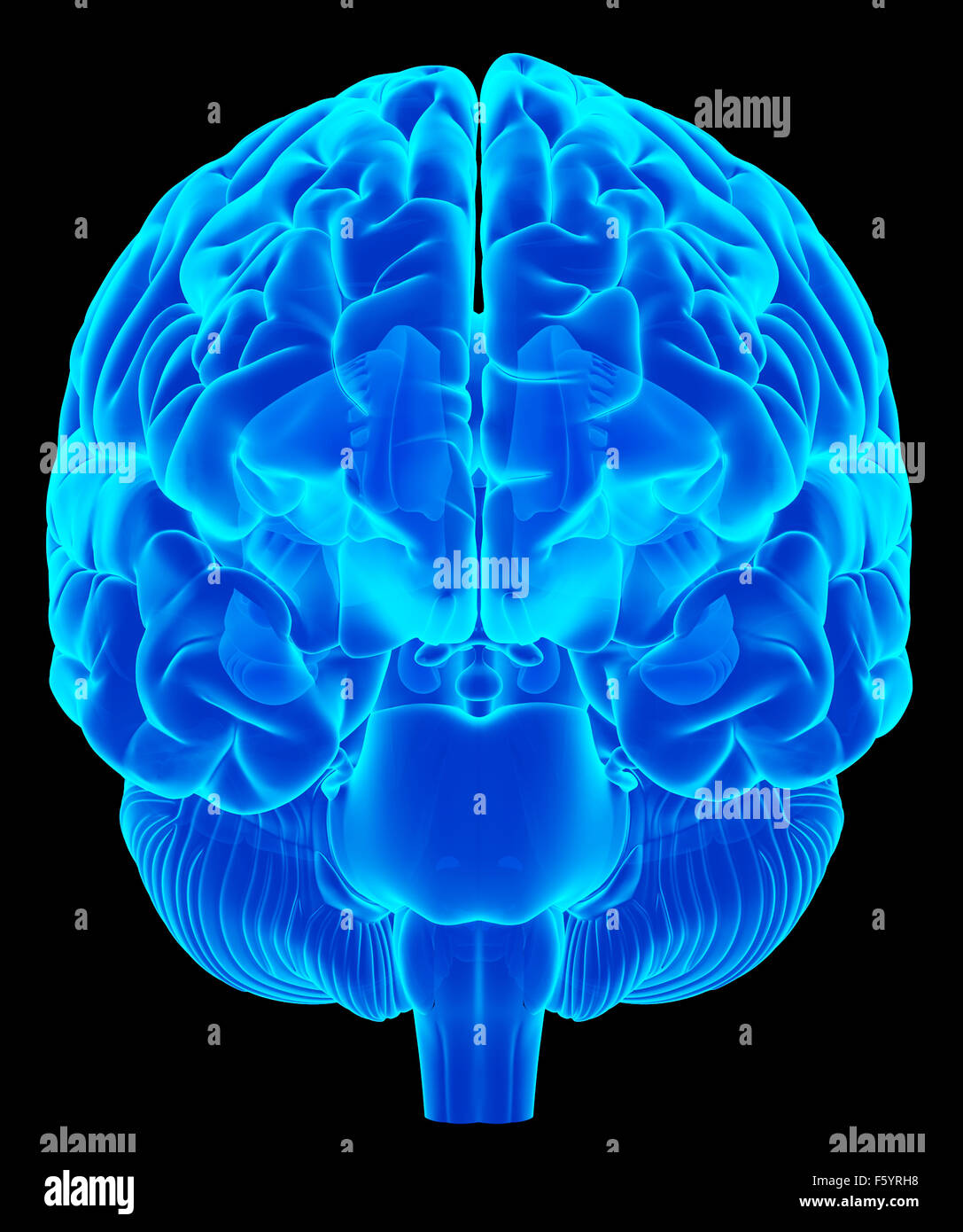 Dal punto di vista medico illustrazione accurata del cervello umano Foto Stock