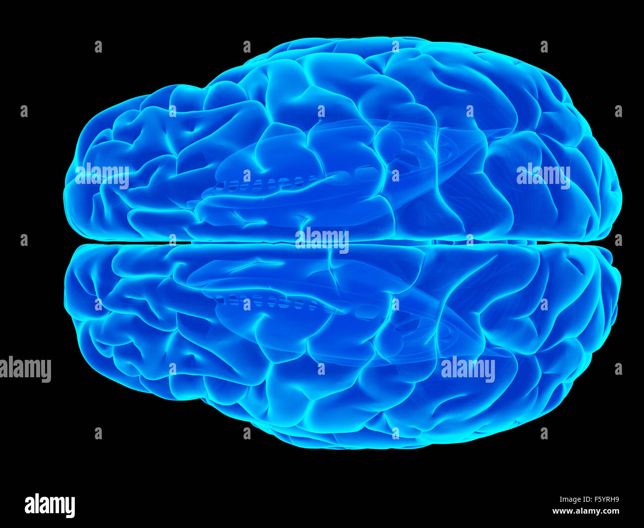 Dal punto di vista medico illustrazione accurata del cervello umano Foto Stock