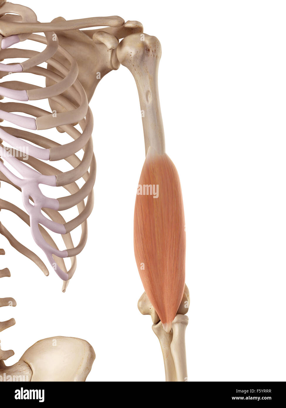Medical accurata illustrazione del brachialis Foto Stock