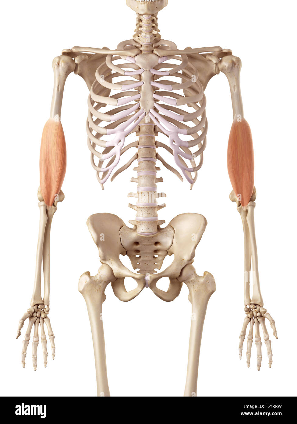 Medical accurata illustrazione del brachialis Foto Stock
