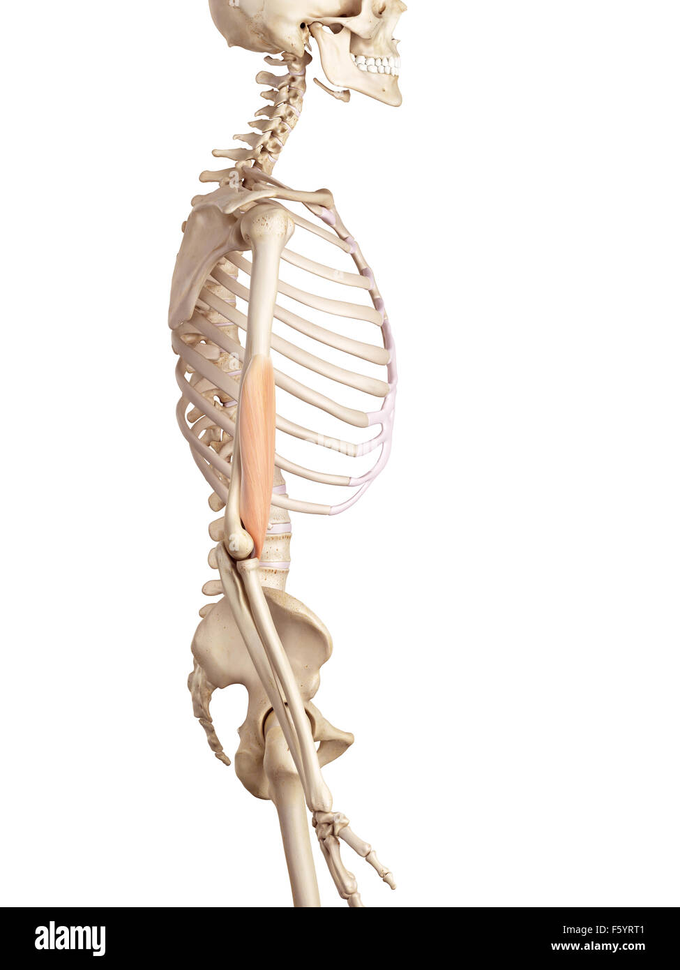 Medical accurata illustrazione del brachialis Foto Stock