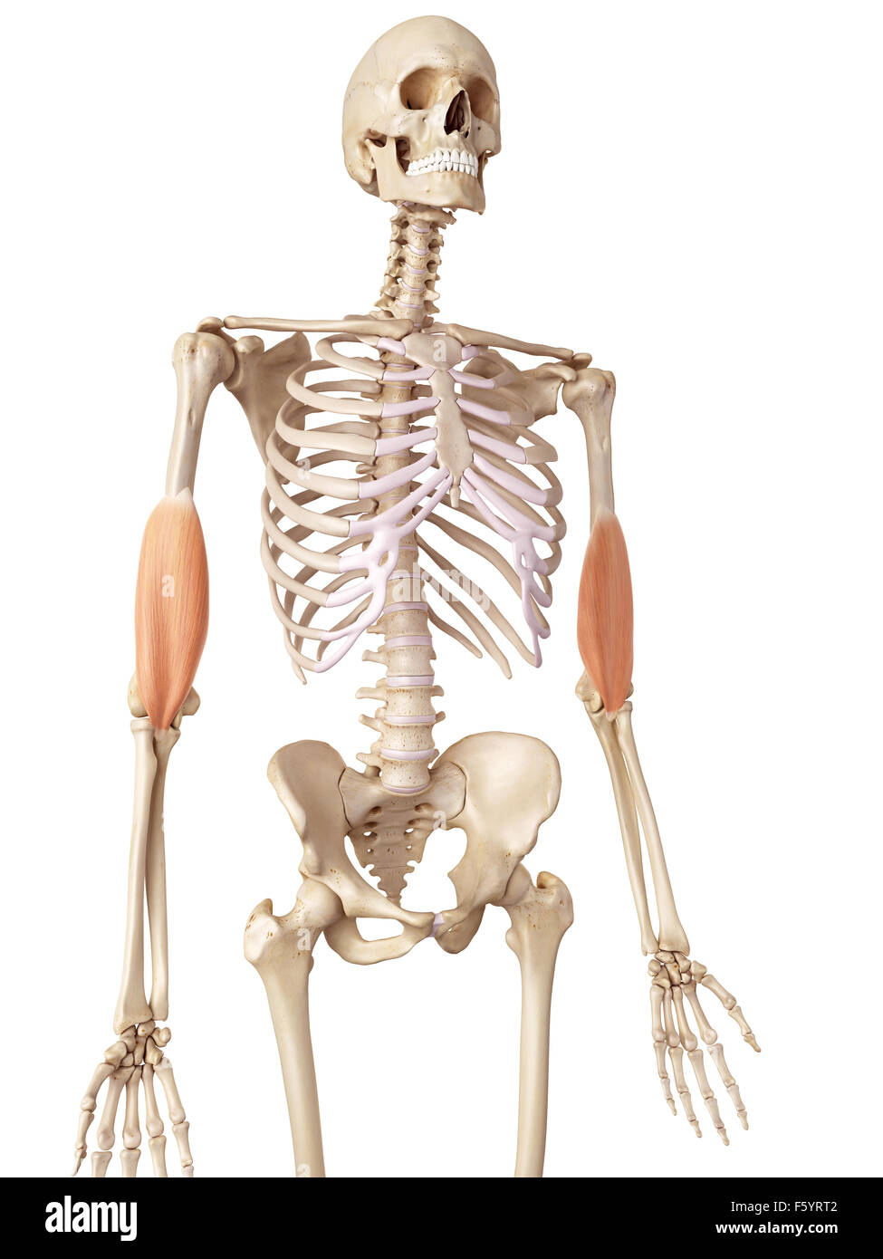 Medical accurata illustrazione del brachialis Foto Stock