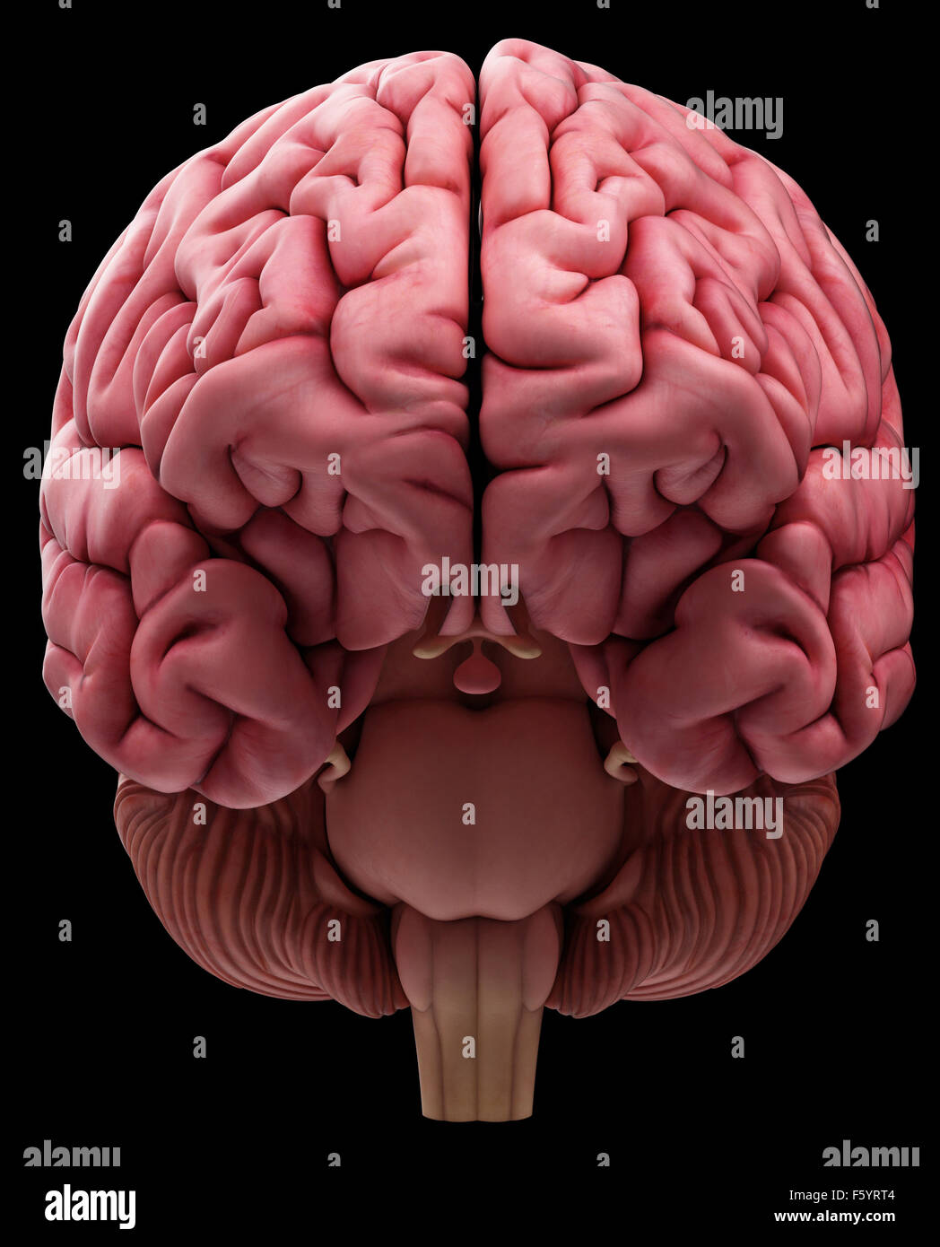 Dal punto di vista medico illustrazione accurata del cervello Foto Stock