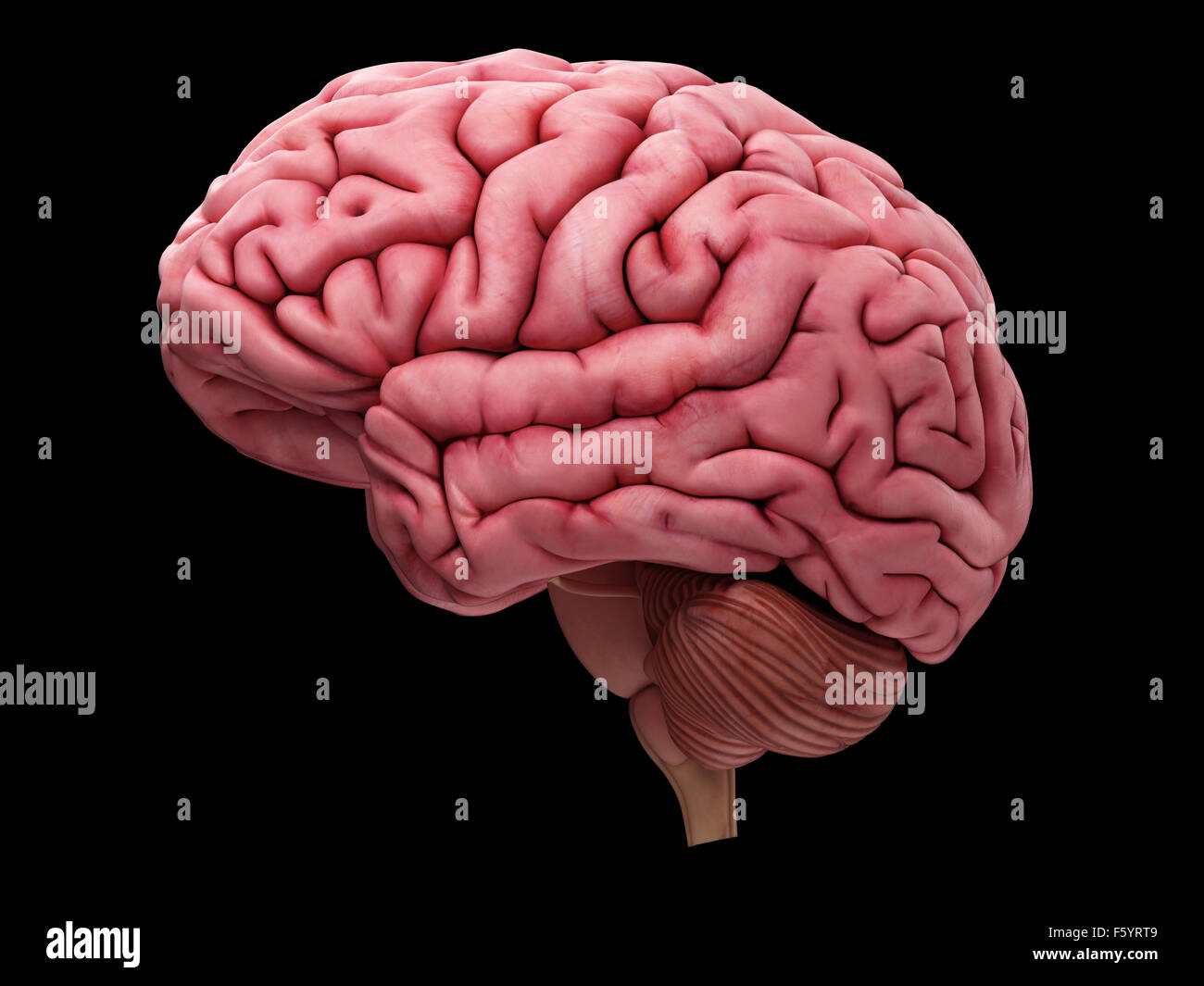 Dal punto di vista medico illustrazione accurata del cervello Foto Stock