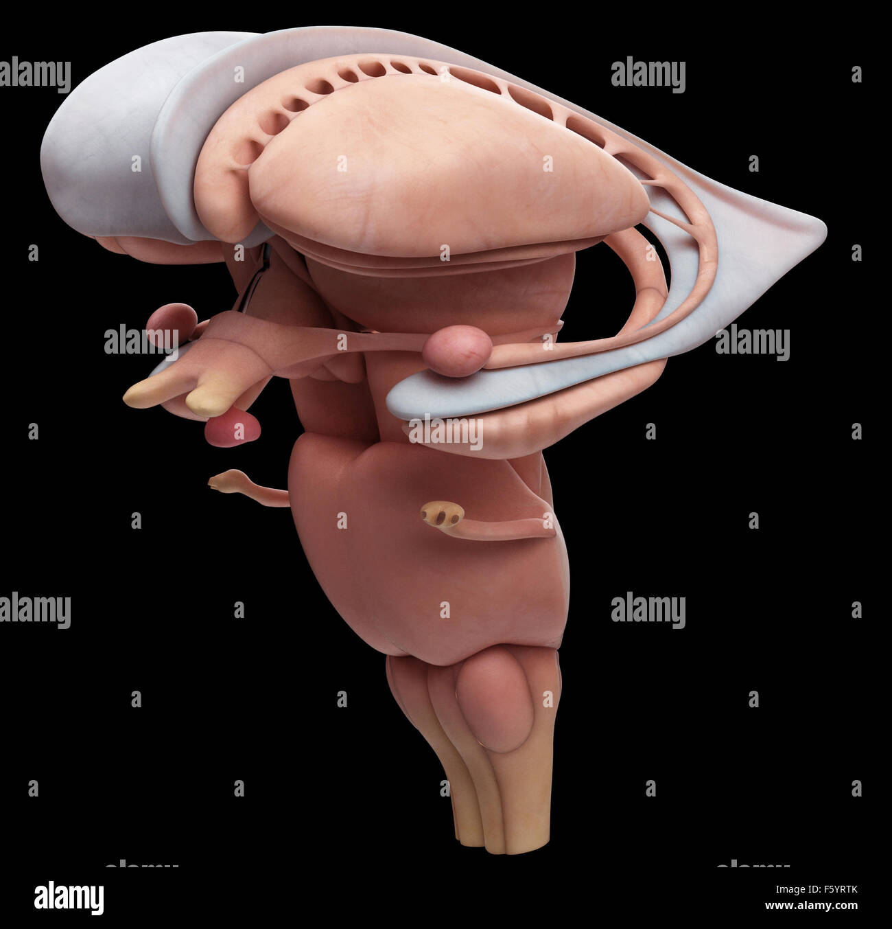 Dal punto di vista medico illustrazione accurata dell'interno anatomia cerebrale Foto Stock