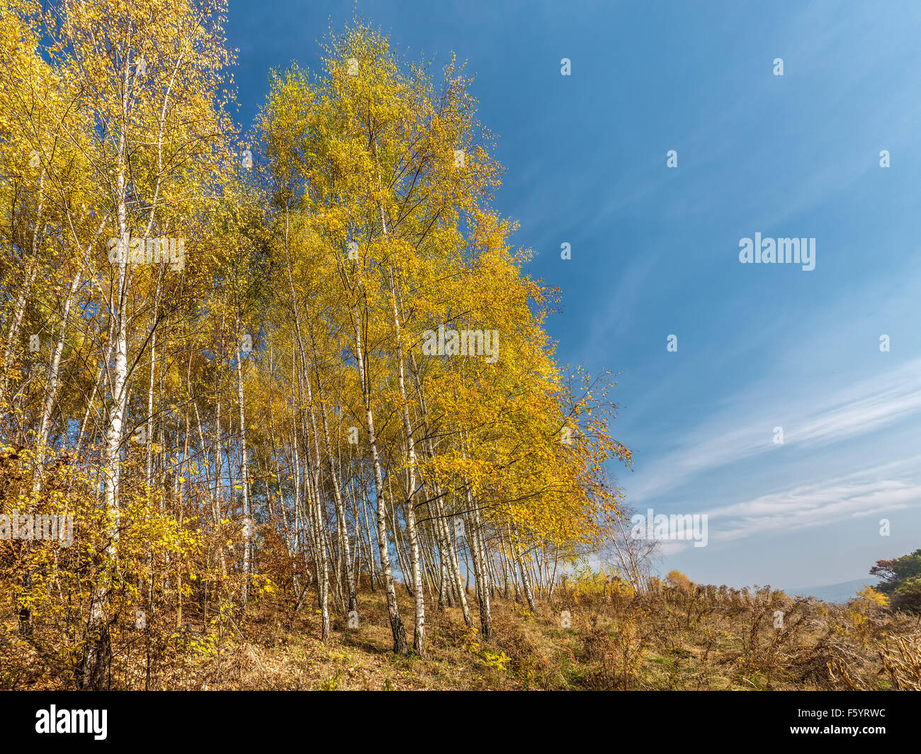 La Betulla woodlet in Autunno colori Foto Stock