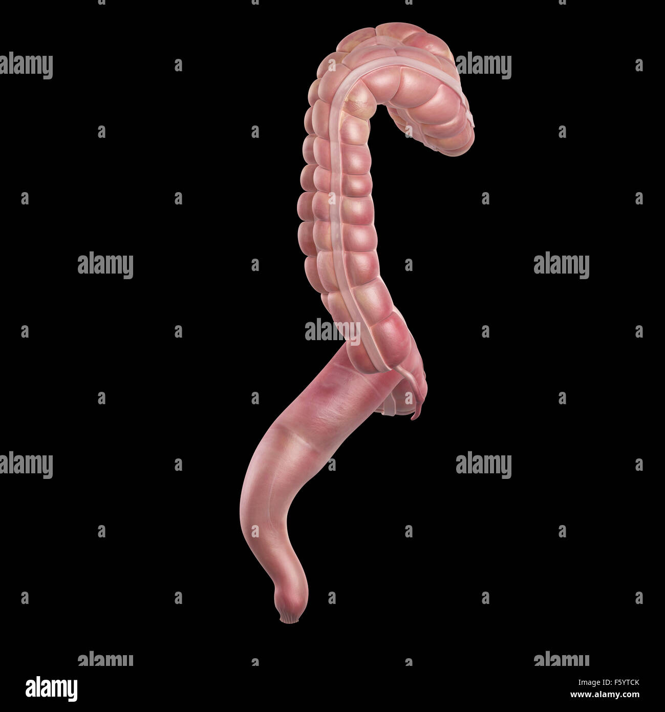 Dal punto di vista medico illustrazione accurata del colon Foto Stock