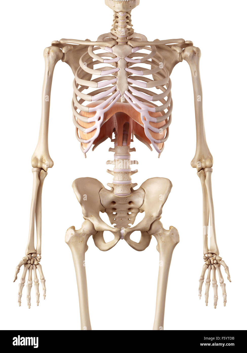 Medical accurata illustrazione del diaframma Foto Stock