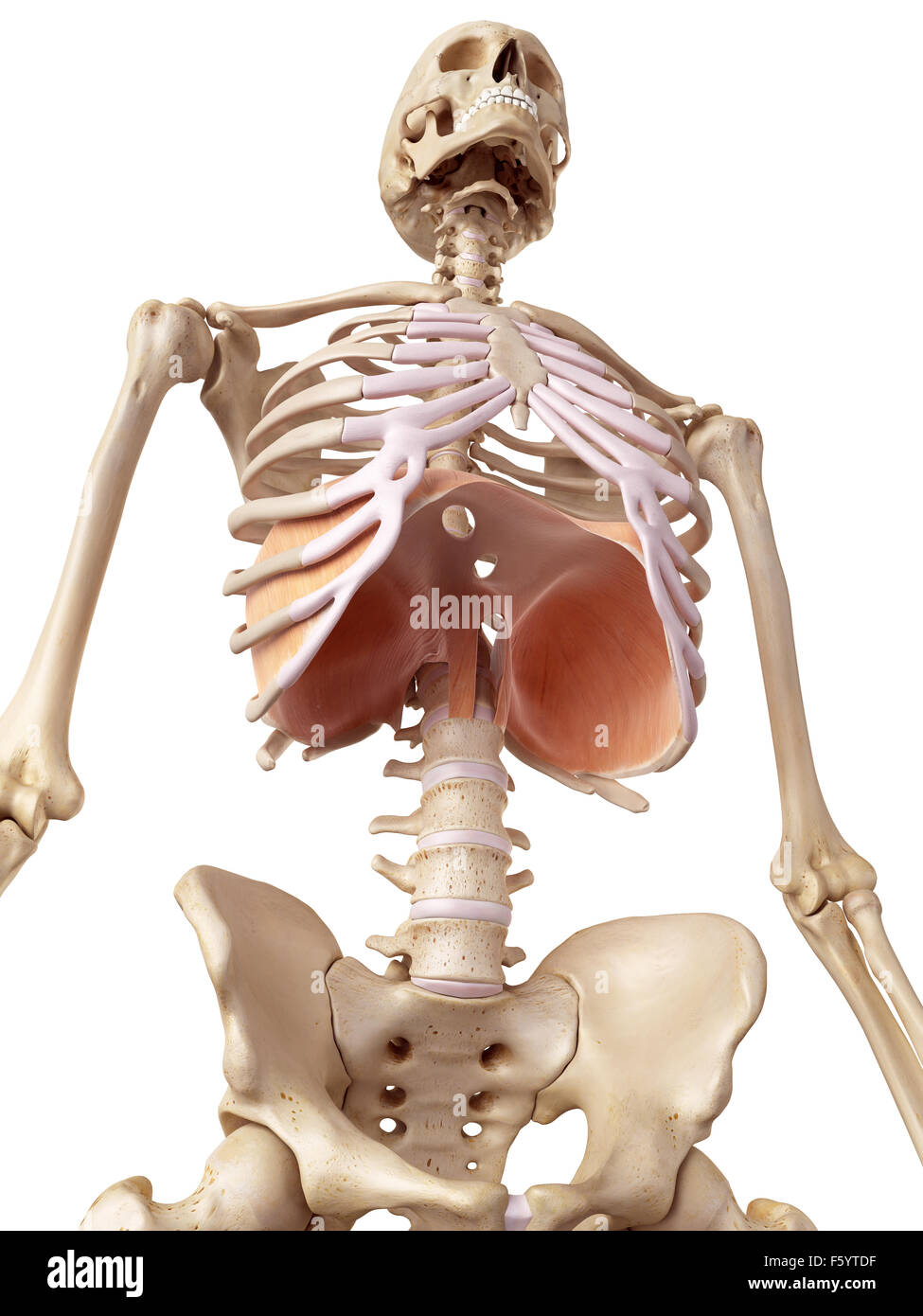 Medical accurata illustrazione del diaframma Foto Stock