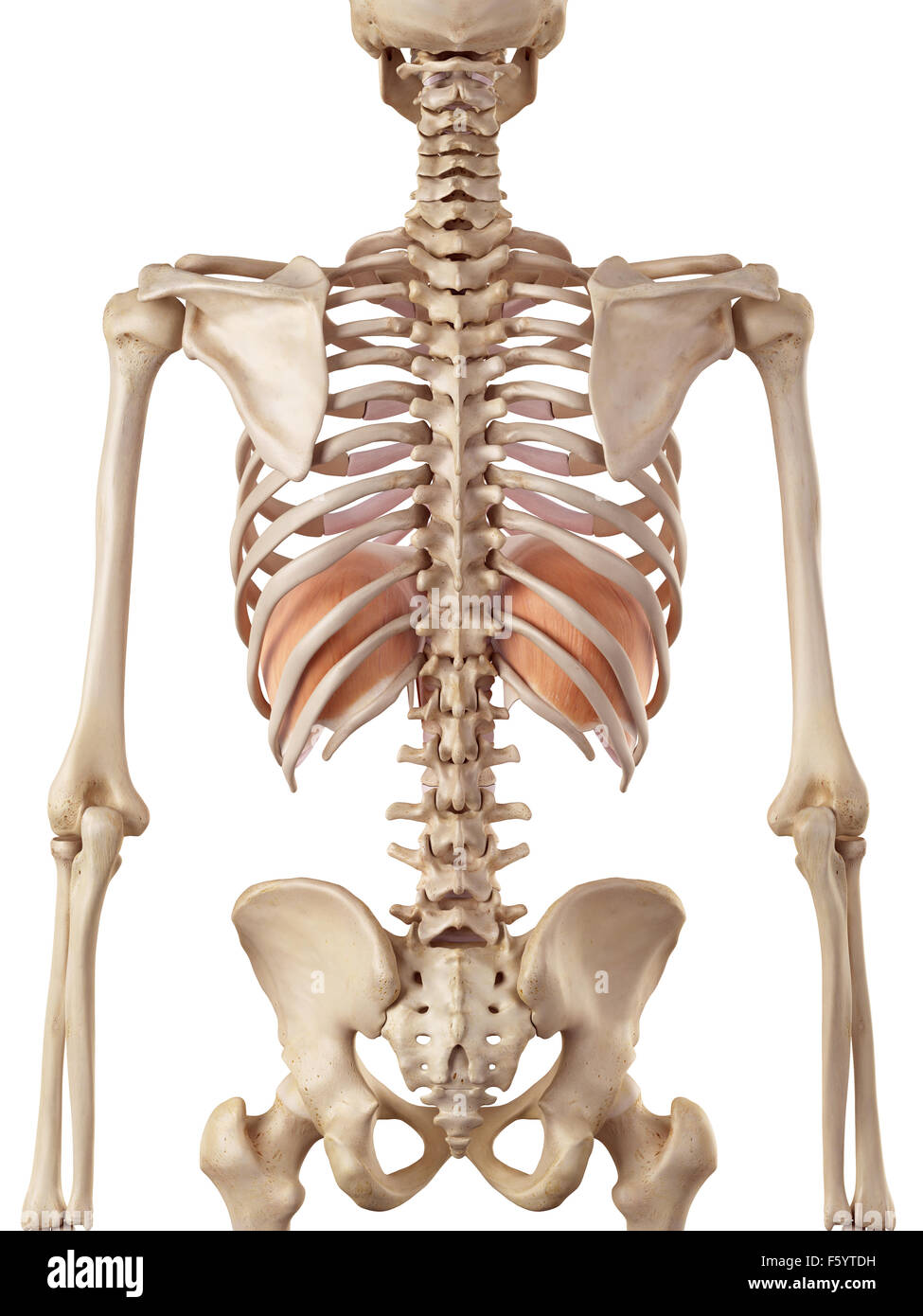 Medical accurata illustrazione del diaframma Foto Stock