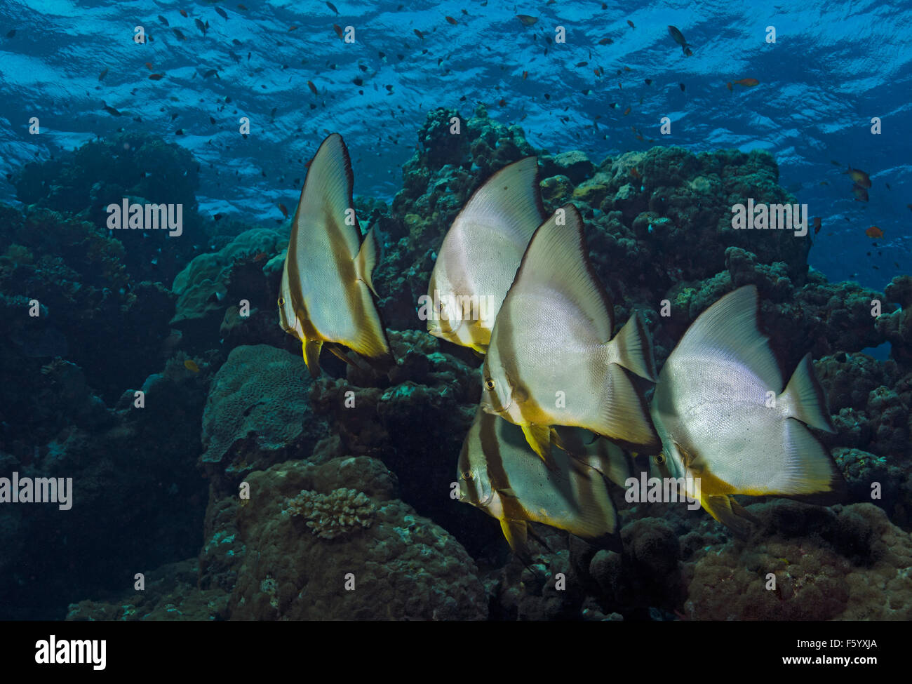 Secca di Longfin, Batfish Platax teira, sulla Barriera Corallina di Marsa Alam Egitto Foto Stock