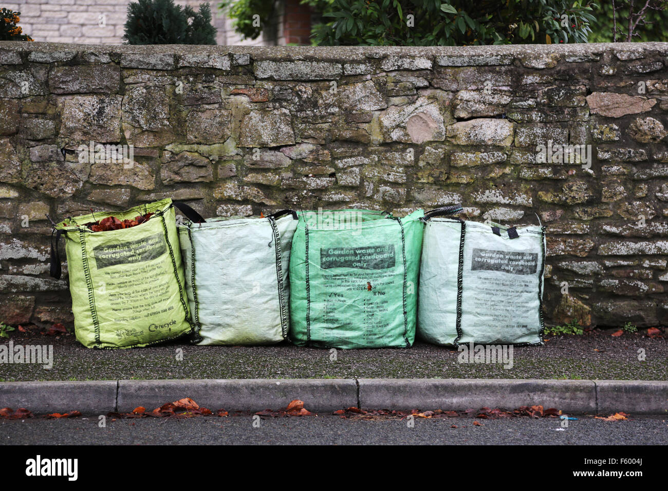 Il verde del riciclo dei rifiuti sacchi pieni con foglie di autunno e lasciato fuori sul marciapiede per la raccolta Foto Stock