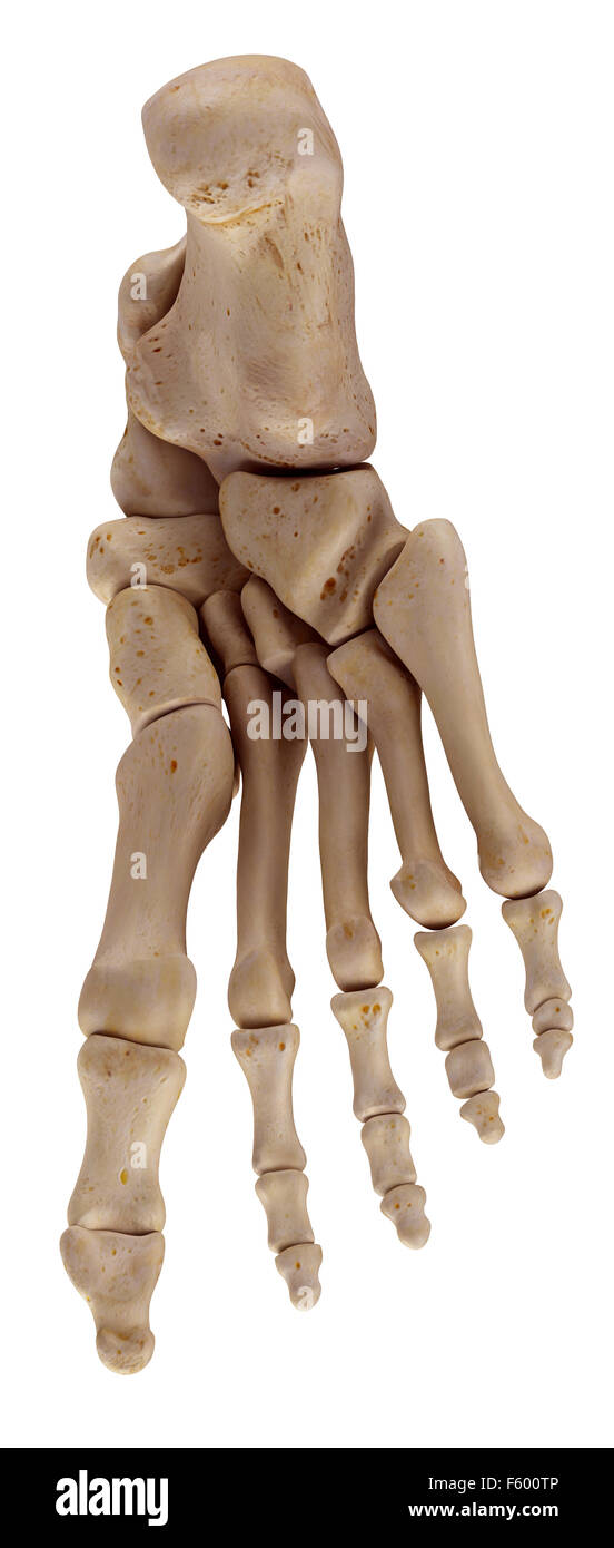 Dal punto di vista medico illustrazione accurata delle ossa del piede Foto Stock