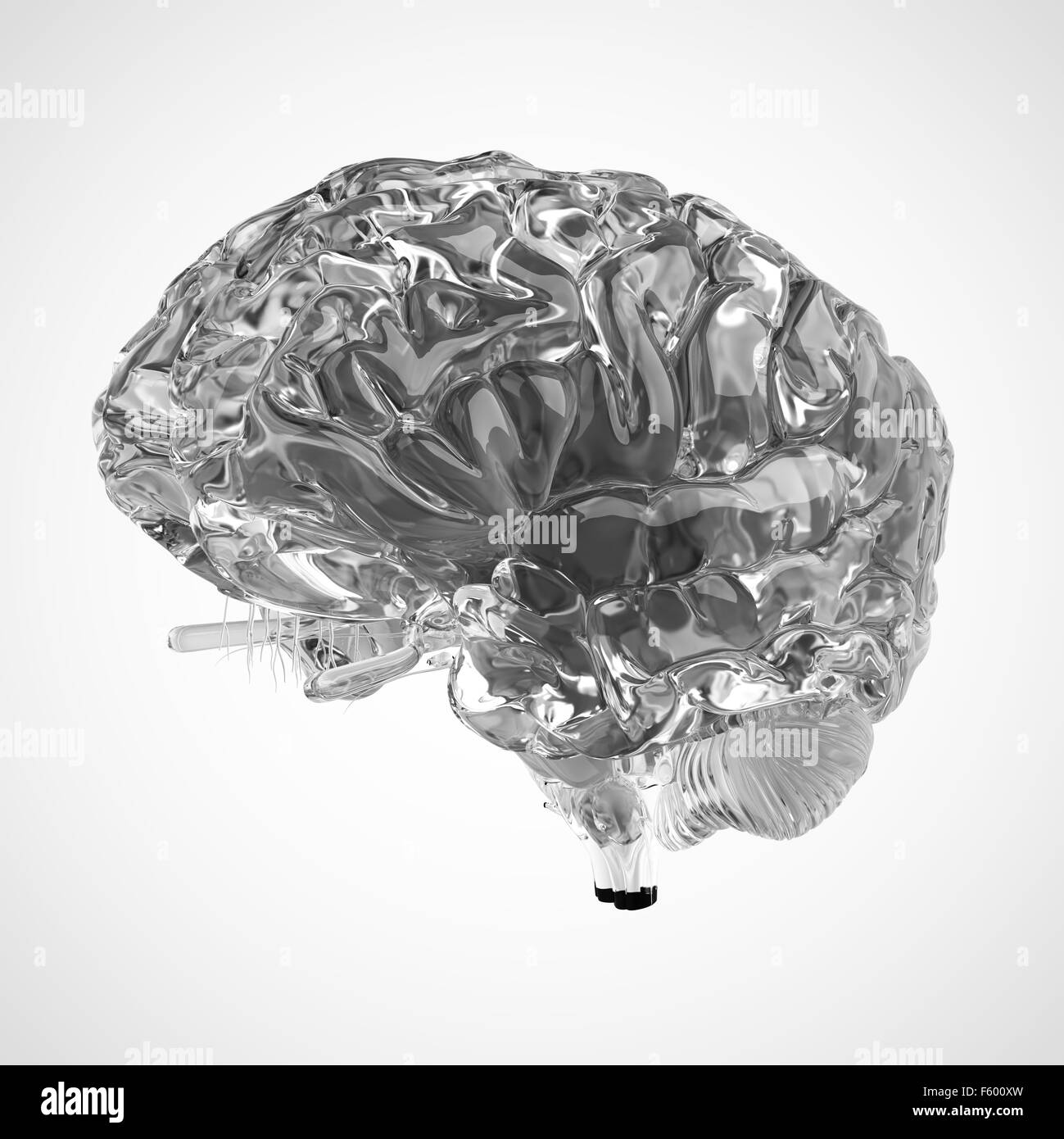 Dal punto di vista medico illustrazione accurata di un cervello glas Foto Stock