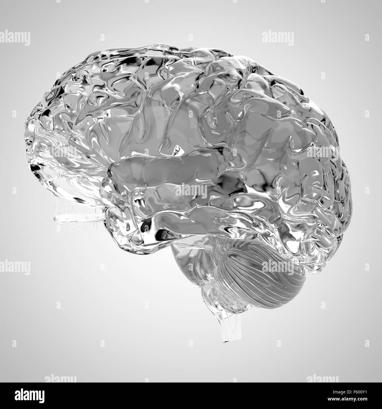 Dal punto di vista medico illustrazione accurata di un cervello glas Foto Stock