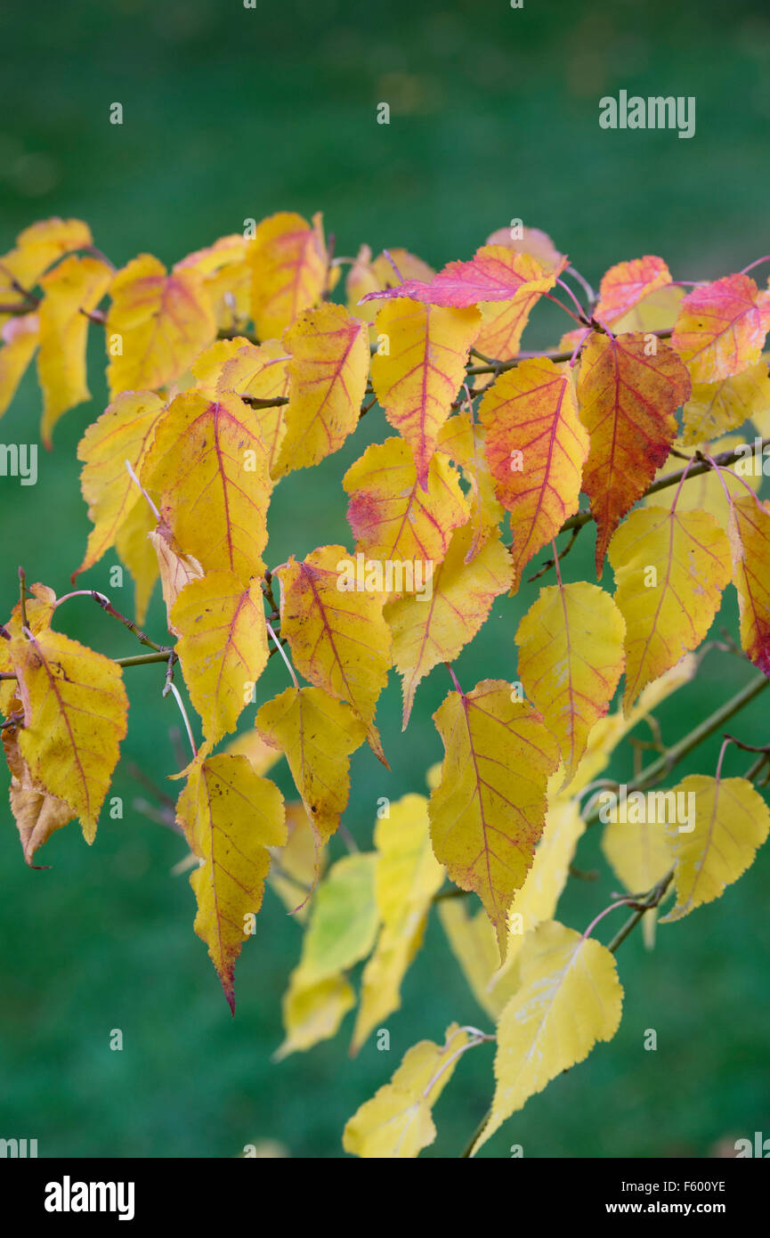 Acer crataegifolium 'veitchii'. Biancospino acero le foglie in autunno Foto Stock