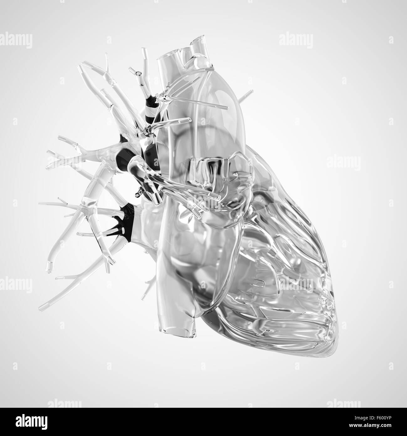 Dal punto di vista medico illustrazione accurata del cuore umano fatto di vetro Foto Stock