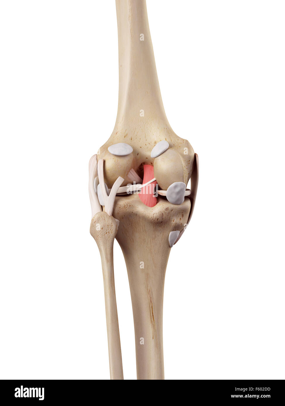 Medical accurata illustrazione del legamento crociato posteriore Foto Stock