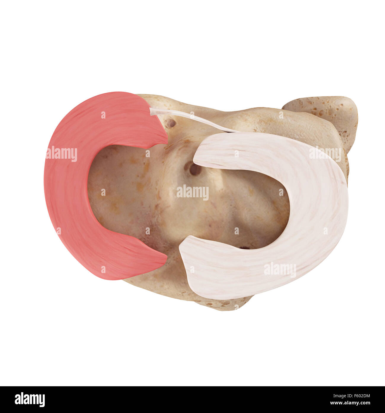 Medical accurata illustrazione del miniscus mediale Foto Stock