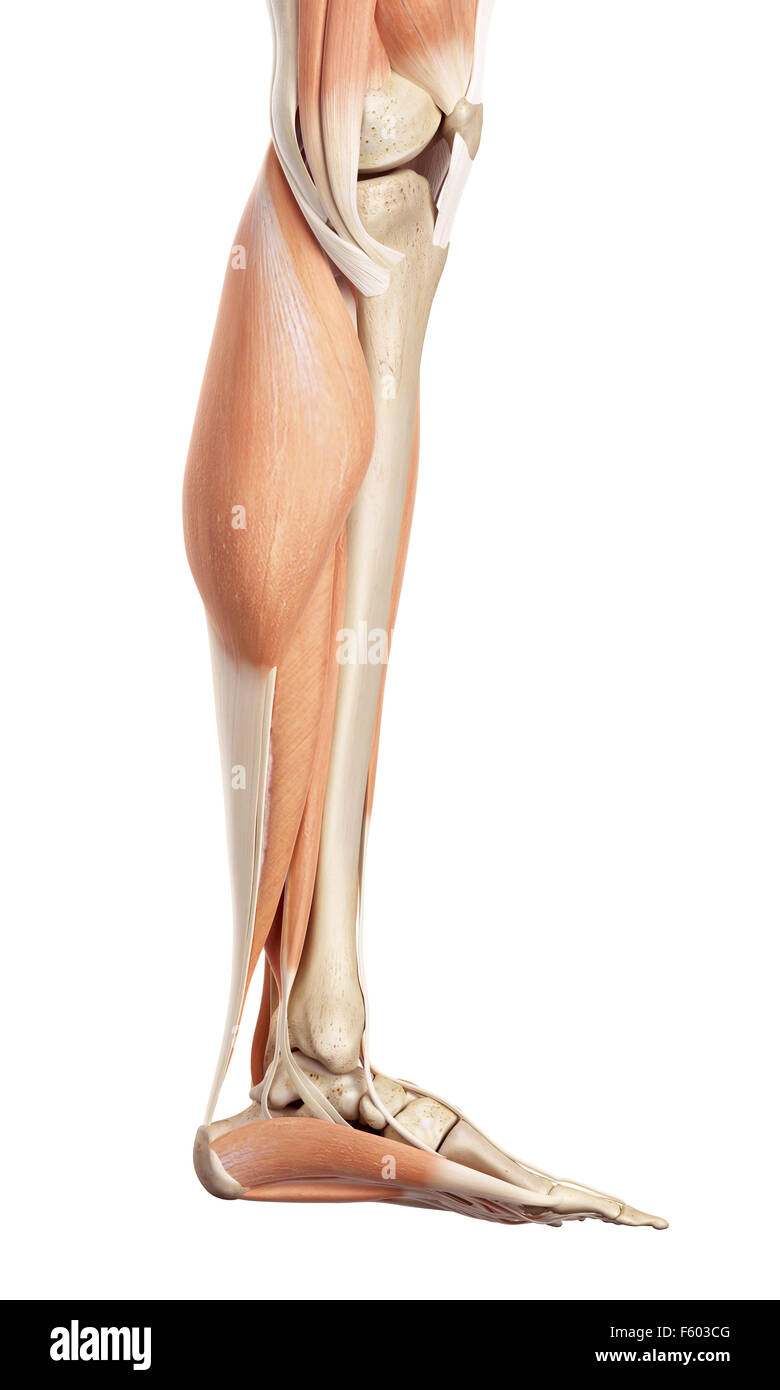 Medical accurata illustrazione del i muscoli della parte inferiore delle gambe Foto Stock