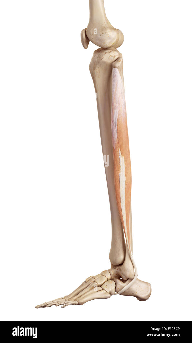 Medical accurata illustrazione del peroneus longus Foto Stock