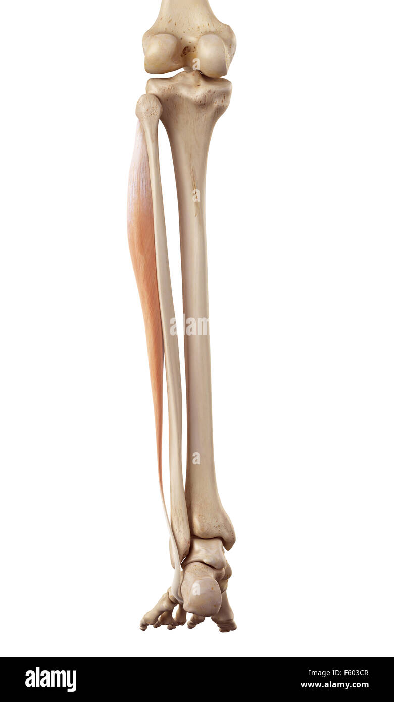 Medical accurata illustrazione del peroneus longus Foto Stock