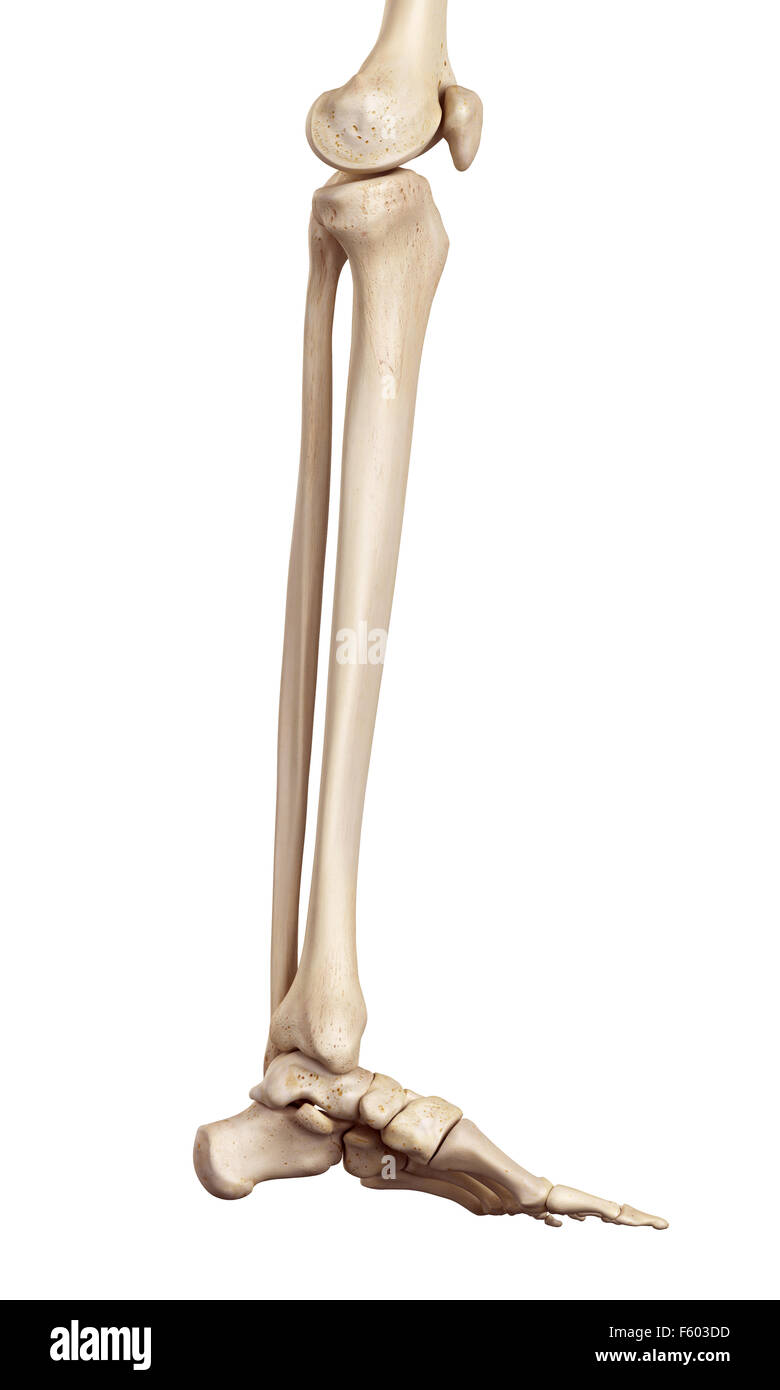 Medical accurata illustrazione della parte inferiore della gamba di ossa Foto Stock
