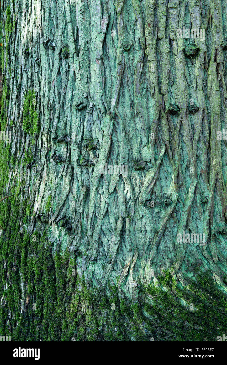 Castanea sativa. Dolce di castagne di corteccia di albero ricoperte da alghe in autunno Foto Stock