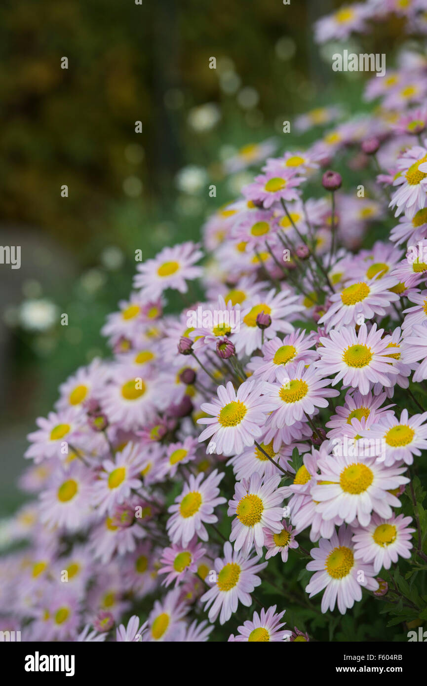 Crisantemo "innocenza" fiori in un giardino inglese Foto Stock
