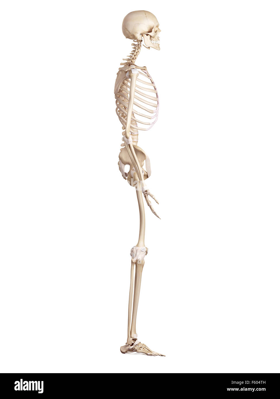 Medical accurata illustrazione dello scheletro umano e legamenti Foto Stock