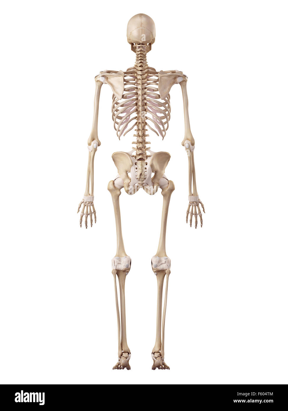 Medical accurata illustrazione dello scheletro umano e legamenti Foto Stock