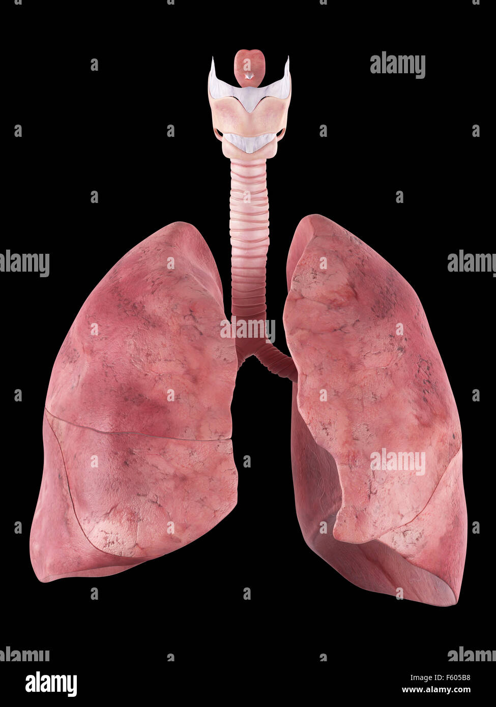 Dal punto di vista medico illustrazione accurata del polmone umano Foto Stock