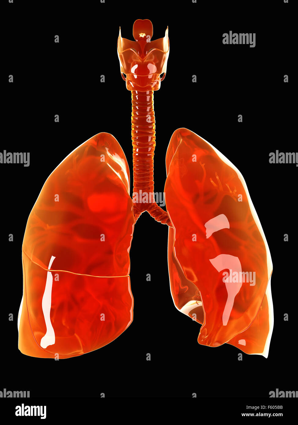 Dal punto di vista medico illustrazione accurata di un polmone di vetro Foto Stock