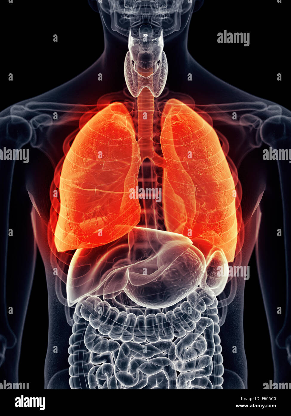 Dal punto di vista medico illustrazione accurata - dolorosa del polmone Foto Stock