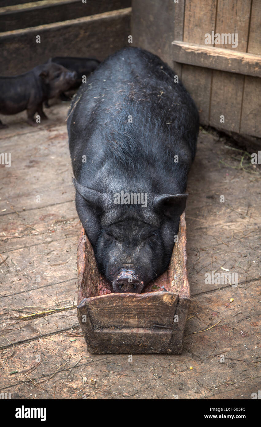 Seminare risiede nel trogolo Foto Stock
