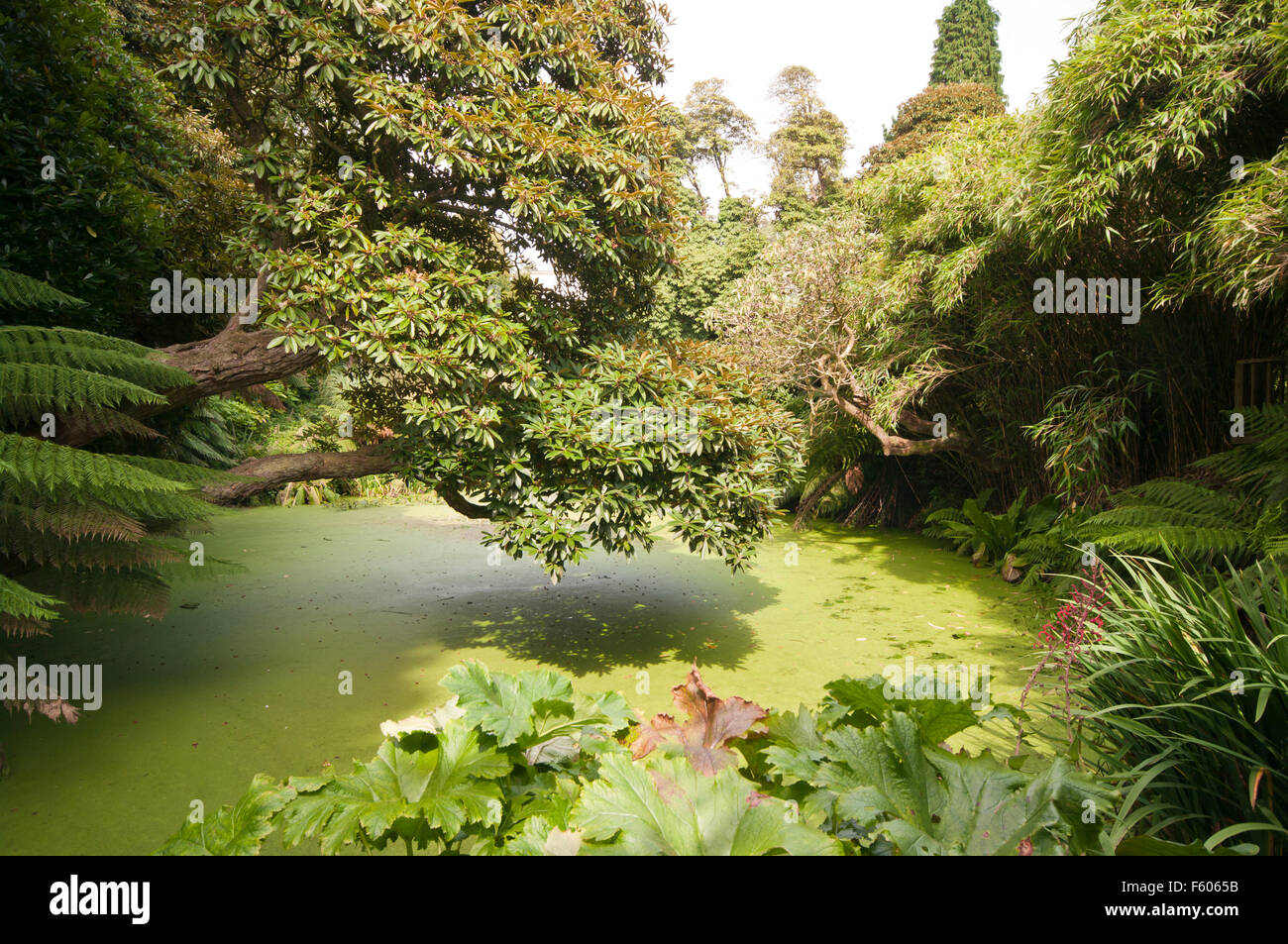 Stagno nella giungla tropicale giardino alla Lost Gardens of Heligan Cornwall Inghilterra REGNO UNITO Foto Stock