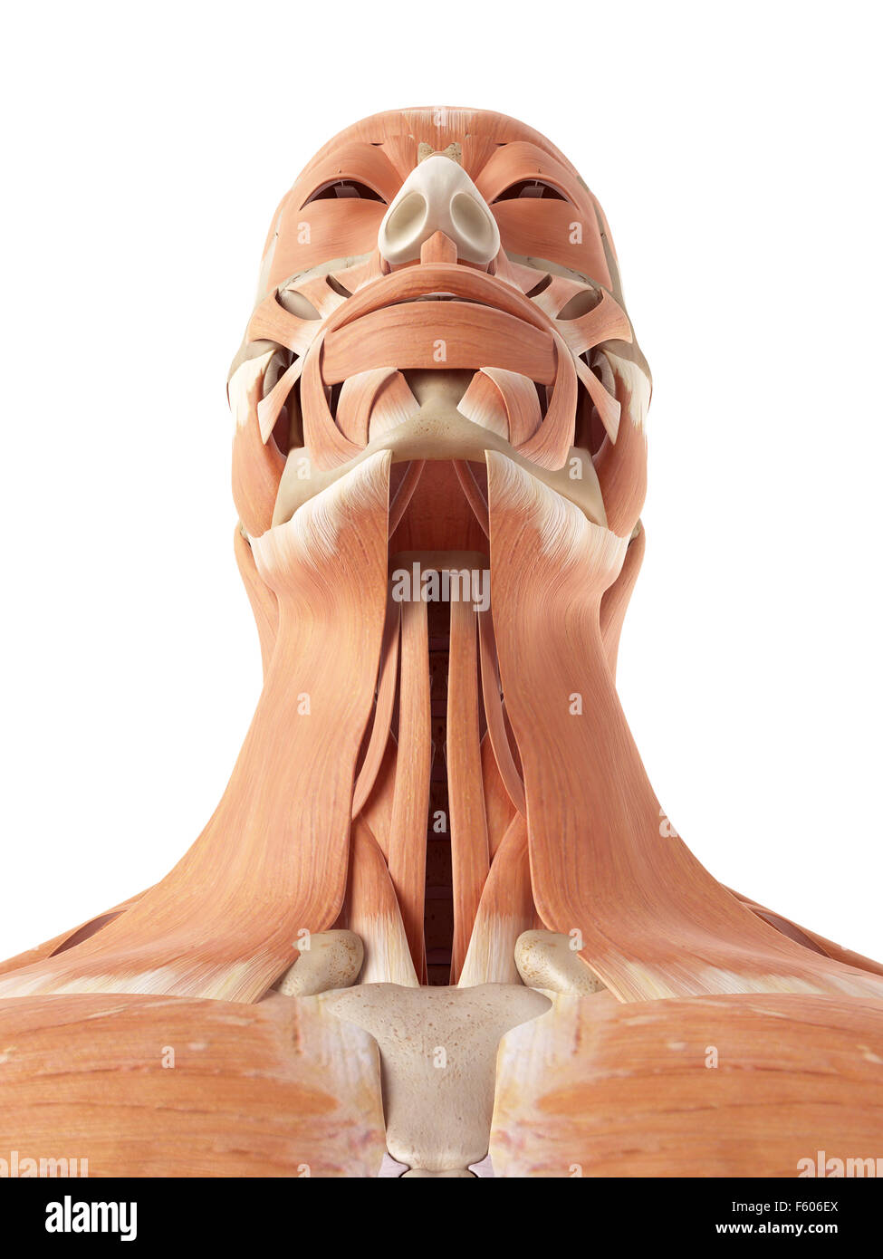 Medical accurata illustrazione del collo e i muscoli della gola Foto Stock