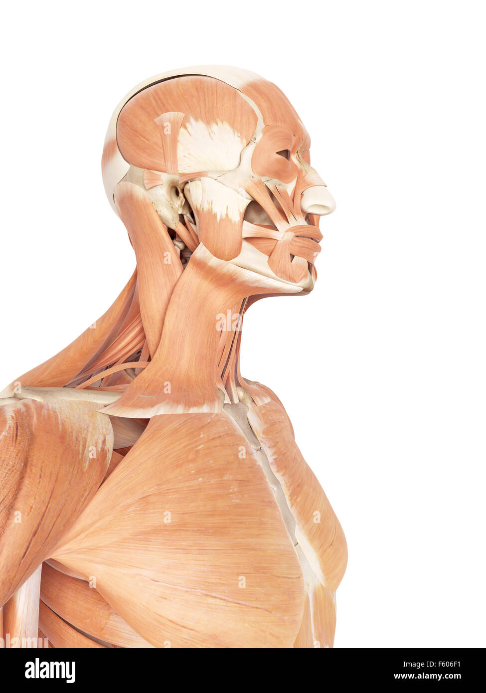 Medical accurata illustrazione del collo e i muscoli della gola Foto Stock