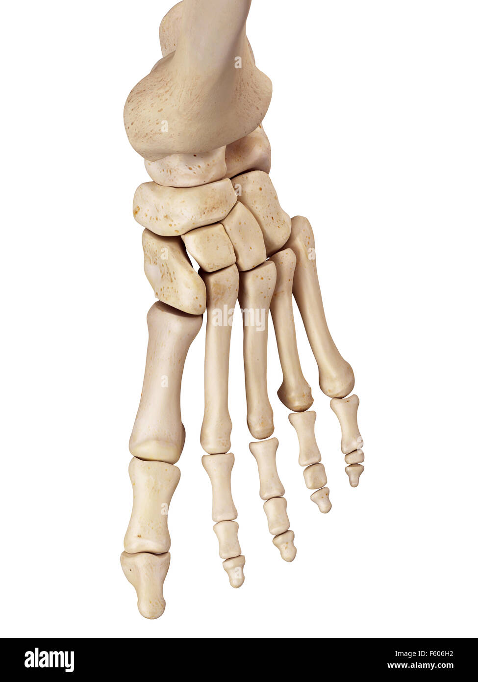 Medical accurata illustrazione delle ossa del piede Foto Stock