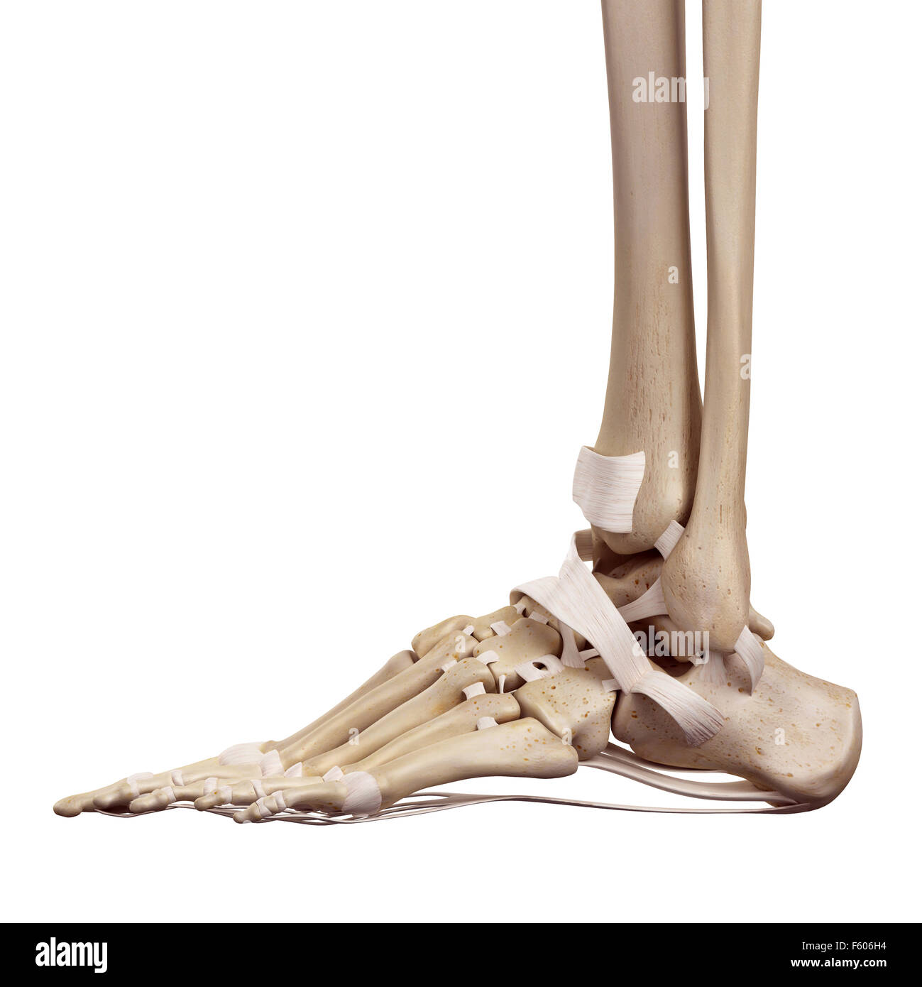 Medical accurata illustrazione dei legamenti del piede Foto Stock