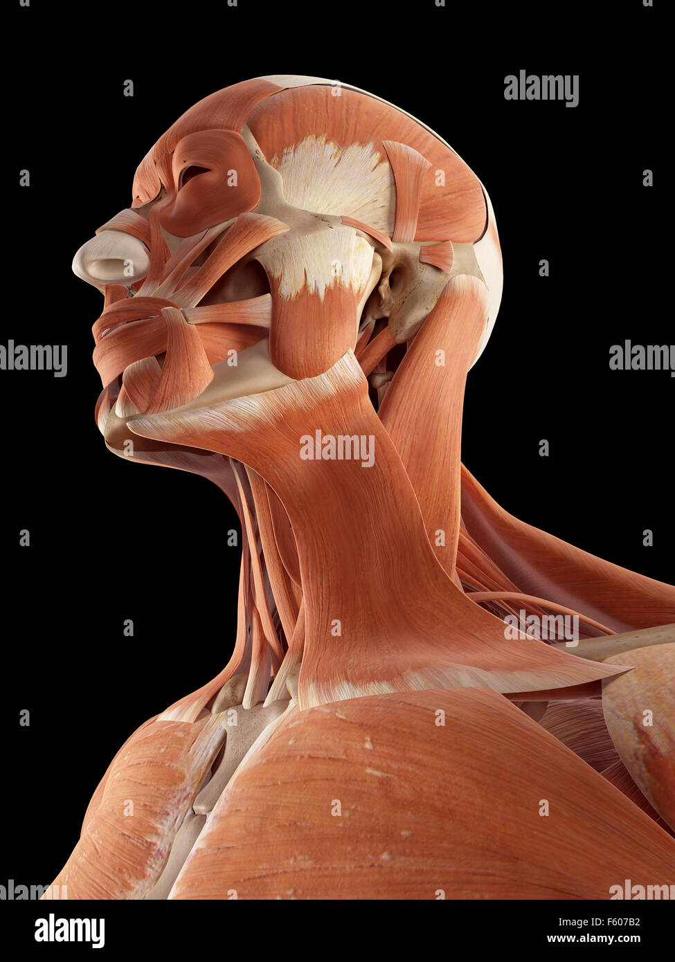 Medical accurata illustrazione della testa e muscoli del collo Foto Stock